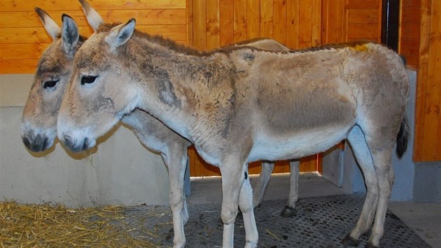 Pr vzcnch osl. Ostravsk zoo se pro nov safari podailo zskat vzcn divok osly - onagery. V souasnosti neij v dn jin esk ani slovensk zahrad.