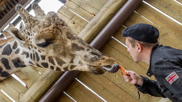 Velikonoce v zoo ve Dvoe Krlov oslavil i herec Petr tvrtnek, kter zde krom krmen poktil 250. iraf mld a symbolicky ho pojmenoval Quarter (21. dubna)