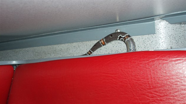idie autobusu v Praze vydsil had.