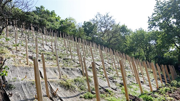 Na svahu pod brnnskm hradem pilberk ve stedu 23. dubna 2014 zaala po vce ne sto letech znovu rst vinn rva. Vrtilo ji tam sdruen Vinice na pilberku. Slavnostnho vyszen se ujaly dti z Matesk koly Zdislava a pomohl jim i primtor Brna Roman Onderka.