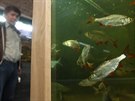 V muzeu v Bystici nad Perntejnem se otevírá unikátní ivá rybí expozice....