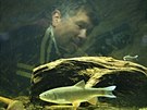 V muzeu v Bystici nad Perntejnem se otevírá unikátní ivá rybí expozice....