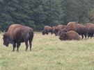 Dosplí samec bizona dorstá váhy a jedné tuny.