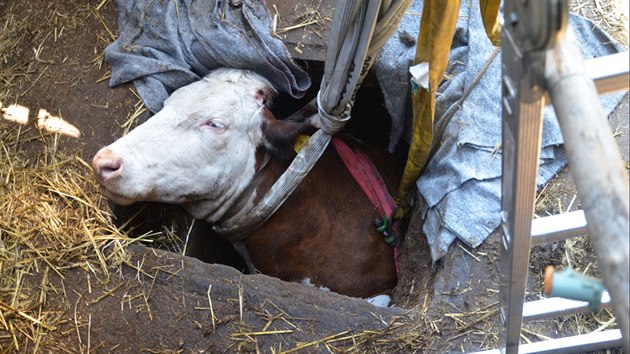 Kráva spadla ve stáji do kanalizační jímky s otvorem zhruba metr krát metr.