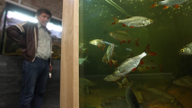 V muzeu v Bystici nad Perntejnem se otevr uniktn iv ryb expozice. Prvn nvtvnky pivt 8. kvtna. Uke jim ryby ijc v povod eky Svratky.