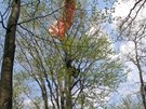 Polský paraglidista skonil na vrcholu dvacet metr vysokého stromu. (1.5.2014)