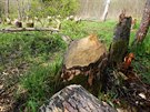Pes dvacet strom pokáceli bobi u Lenory na Prachaticku. Místo u Vltavy se...