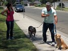 Cesar Millan nepevychovává jen psy, ale i jejich majitele.