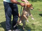 Cesar Millan umí dát psovi najevo, jak by se ml správn chovat.