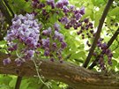 Plnokvtý svtle fialový kultivar vistárie práv kvete v botanické zahrad v...