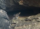Ornitolog zachytil unikátní zábry z Chrámových stn. Samice sokola je u mláat...