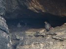 Ornitolog zachytil unikátní zábry z Chrámových stn. Samec pilétl s potravou,...