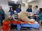 Tým izraelských veteriná provedl operaci devatenáctiletého medvda hndého.