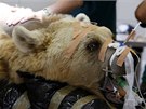 Tým izraelských veteriná provedl operaci devatenáctiletého medvda hndého.