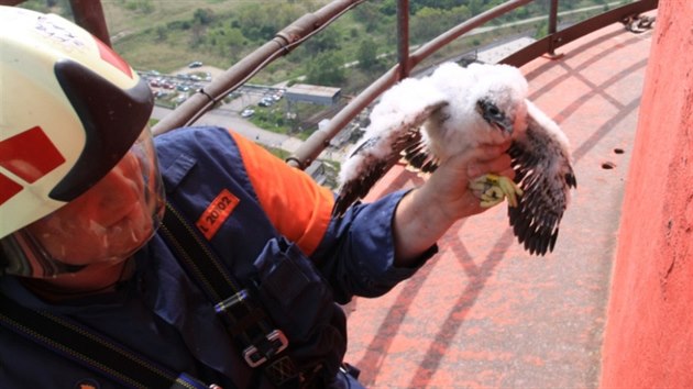 S kroukovnm sokol na komn teplrny ornitologm pomohli hasii.