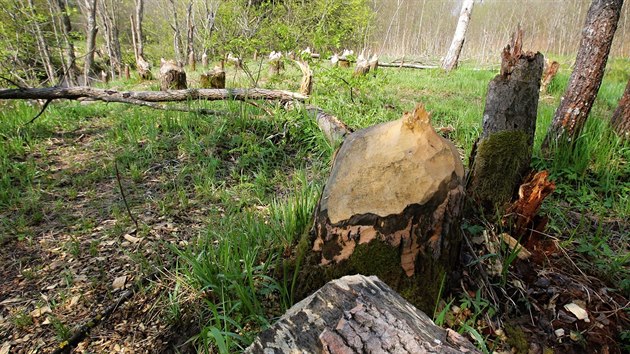 Pes dvacet strom pokceli bobi u Lenory na Prachaticku. Msto u Vltavy se stalo turistickou atrakc.