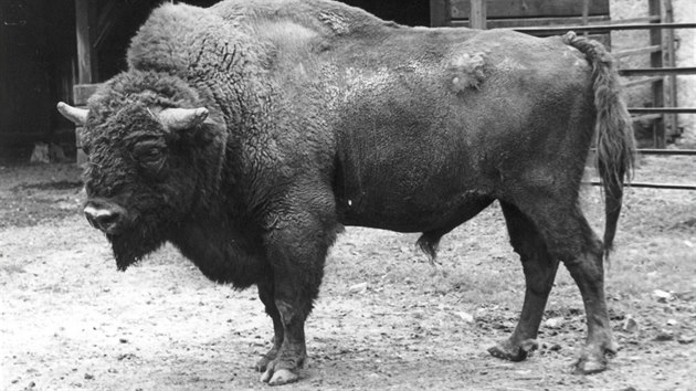 Největším zvířetem chovaným v historii zoo byl jistě zubr Lesan (nebo Lesoň? záznamy se liší). V zoo žil od roku 1965 do roku 1982. Jeho výběh byl v místech, kde je nyní malá expozice Austrálie.
