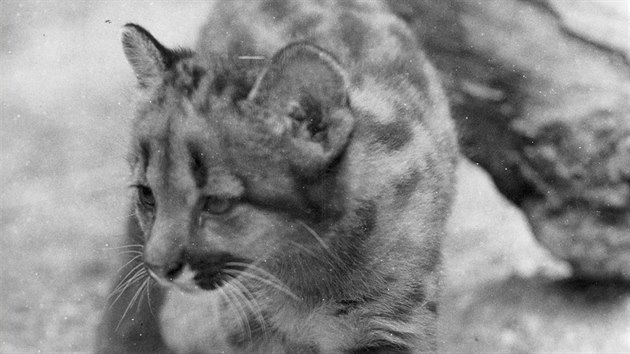 Mládě pumy americké. Pumy Zoo Ohrada chovala od začátku 70. let do roku 1992.