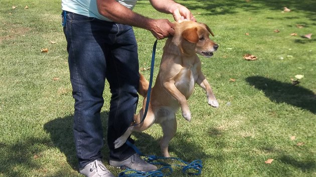 Cesar Millan umí dát psovi najevo, jak by se měl správně chovat.