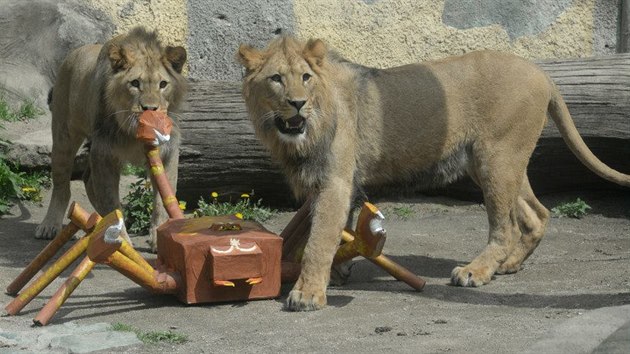 Napoleon s Bartem, lví bratři z olomoucké zoologické zahrady, se přestěhovali do zoo ve Dvoře Králové.