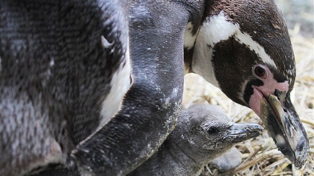 Čerstvé přírůstky v kolonii tučňáků v plzeňské zoologické zahradě.