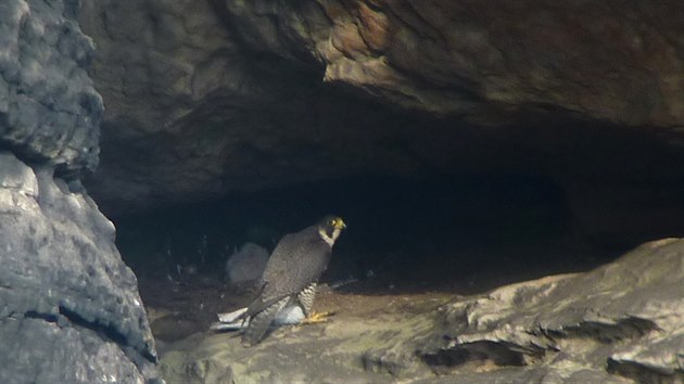 Ornitolog zachytil unikátní záběry z Chrámových stěn. Samice sokola je u mláďat v hluboké dutině.