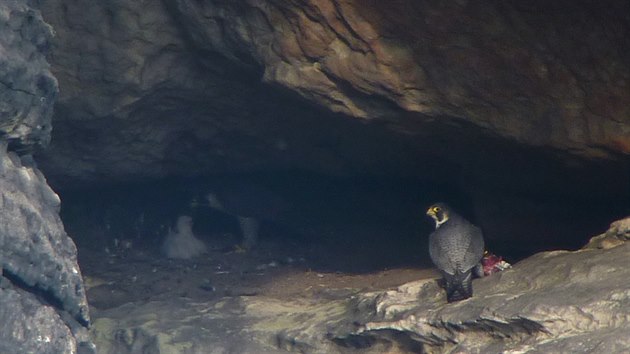 Ornitolog zachytil unikátní záběry z Chrámových stěn. Samec přilétl s potravou, vzadu vlevo je samice s mláďaty.