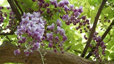 Plnokvtý svtle fialový kultivar vistárie práv kvete v botanické zahrad v...