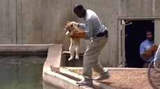 Jedno po druhém byla vechna tyi lvíata postupn vhozena do vody.