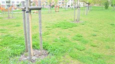 Vandalové poni�ili kmeny osmi stromk� v parku ve Dvo�ákov� ulici.