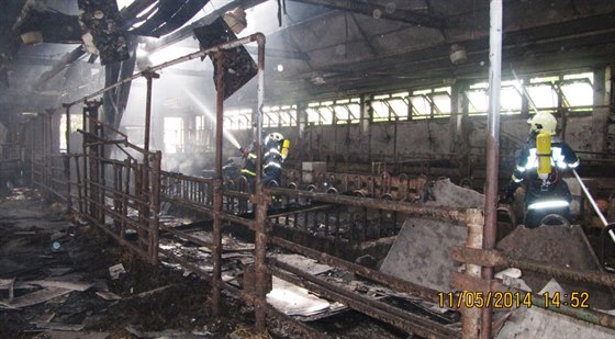 Z hořícího objektu vyvedli hasiči 372 prasat a 120 jalovic.