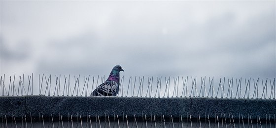 V Lankroun lepí na ímsy a parapety zábrany proti nasedání holub, Ilustraní foto.