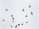 Pemnoen holubi v Hradci Krlov