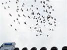 Pemnoení holubi v Hradci Králové