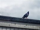 Pemnoení holubi v Hradci Králové