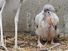Ptaí páry z praské zoo se osvdují jako výborní adoptivní rodie mláat z...