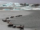 Tuleni v ledovcové lagun Jökulsárlón