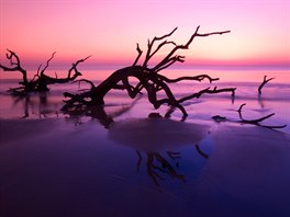 Driftwood Beach na Jekyllov ostrov, USA. Plá, kterou najdete na Jekyllov...