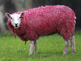 Rov oveka coby pipomnka startu Giro d' Italia v Irsku.