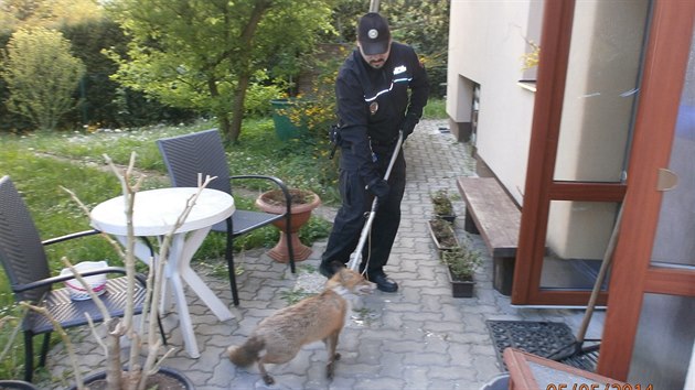 Lišku strážníci chytili na zahradě rodinného domku.