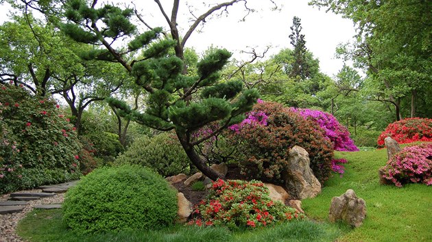V tto sti japonsk zahrady v Botanick zahrad hl. m. Prahy je nepehldnuteln japonsk modn (Larix kaempferi).