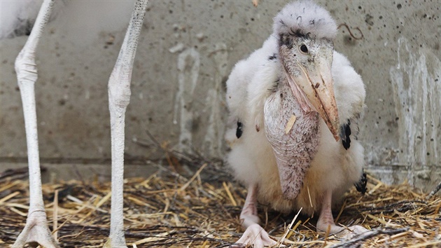 Ptaí páry z praské zoo se osvdují jako výborní adoptivní rodie mláat z...