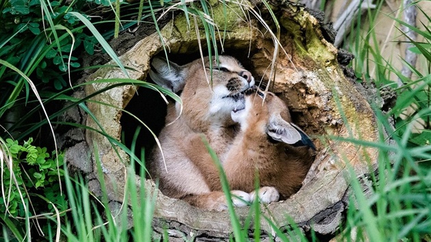 Karakalové a koky poutní budou mít v jihlavské zoologické zahrad nové výbhy.