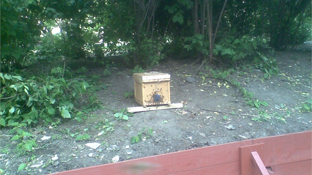 Včelí roj na Karlově náměstí odchytil profesionální včelař.