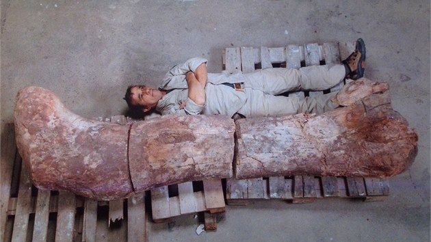 Kosti dinosaura byly vystaveny v muzeu v argentinskm mst Trelew (18. 5. 2014).