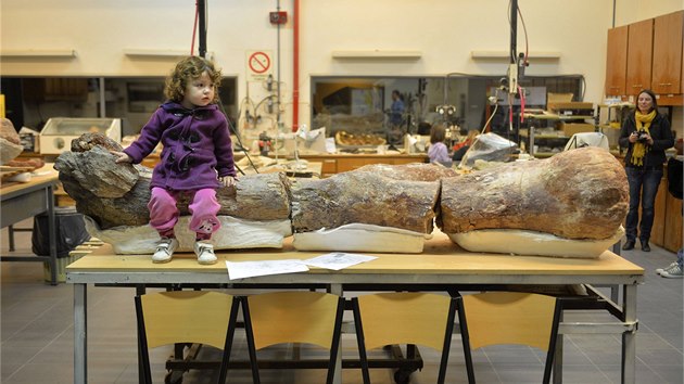Kosti dinosaura byly vystaveny v muzeu v argentinském městě Trelew (18. 5. 2014).