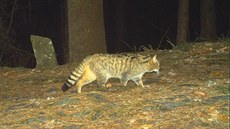 Záb�r ko�ky divoké z fotopasti na �umav�. Snímky zve�ejnily spole�n� Univerzita...