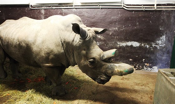 Samec nosoroce tuponosého jménem Pablo do ústecké zoo picestoval z Maarska...