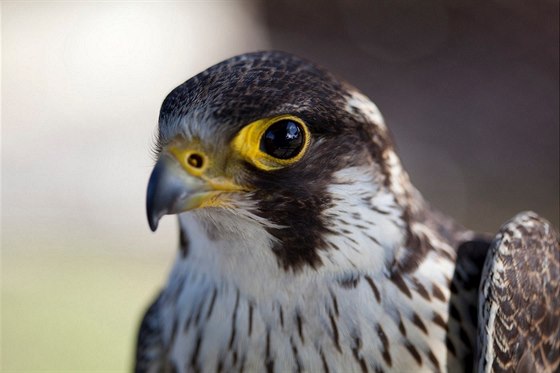 Sokol sthovavý (Falco peregrinus) je pro velkomsto dar. Zdrojem potravy jsou...