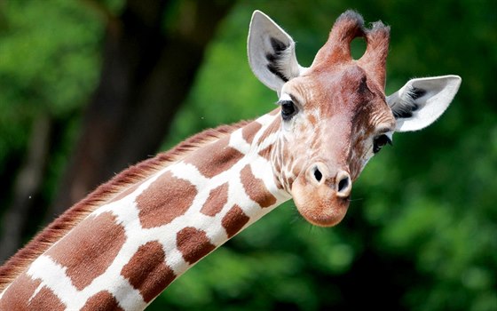 Žirafí samice Tabita z brněnské zoo zvítězila v hlasování o nej žirafu českých...